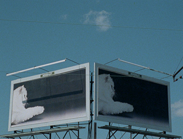 Cat billboard
